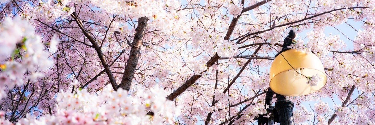 __moonchild__02's profile banner image