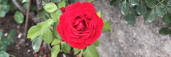 MeetaPatelMD Profile Banner