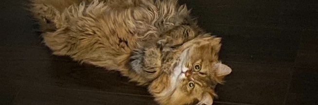 Alexandre Rdp banner