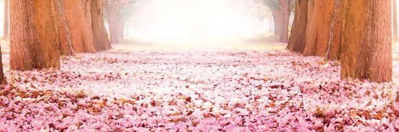 Ah201319's profile banner image