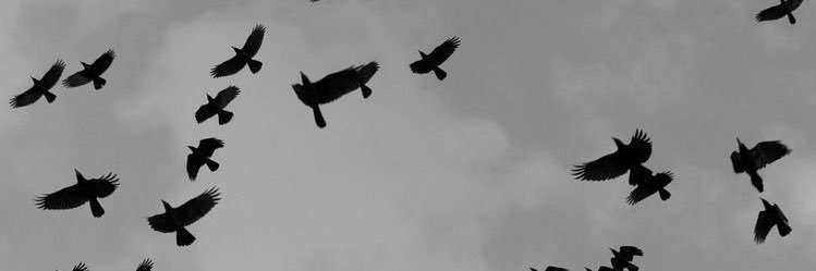 MiiliAlvarez's profile banner image
