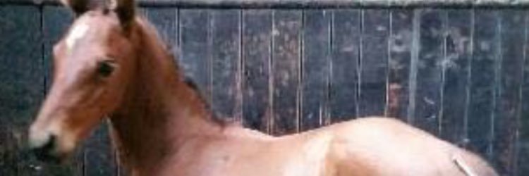 patrickcomey's profile banner image