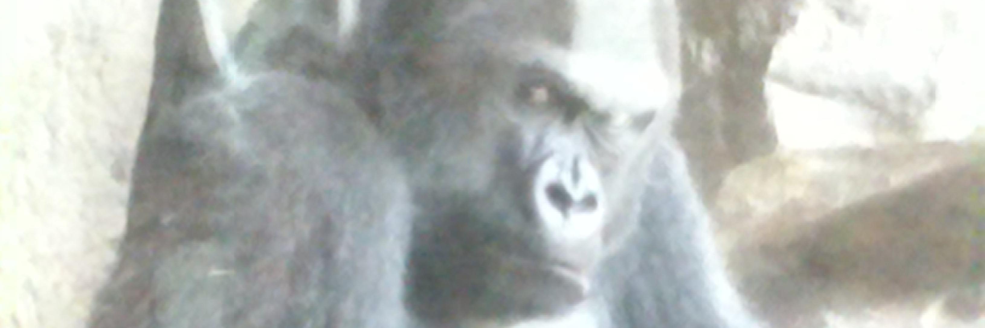 preguntaaDios's profile banner image