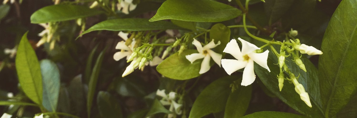 butterprican's profile banner image