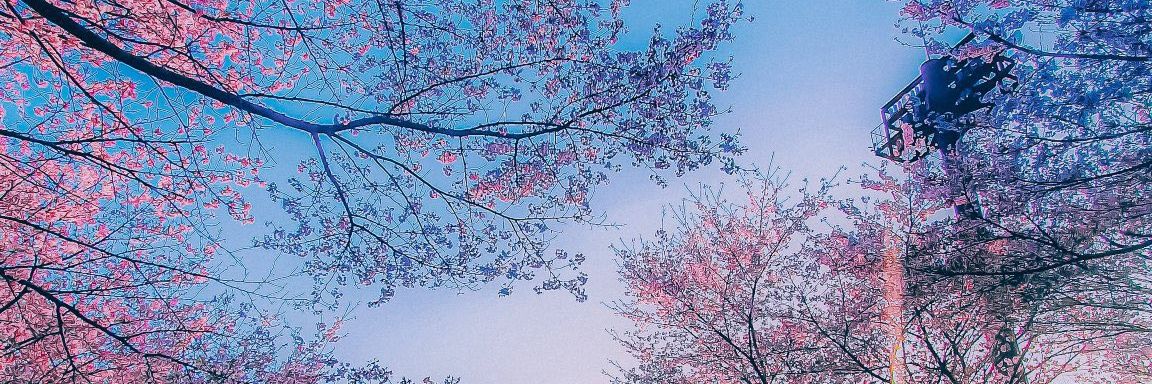 Aoi Sakura🍉🇵🇸 banner