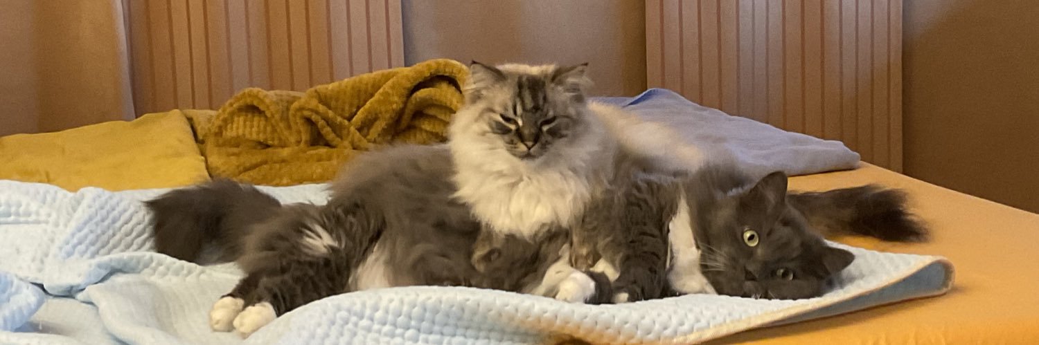 Michaela Schörcher banner