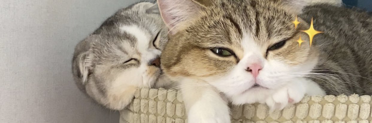 cutienapetite's profile banner image