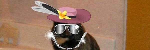 willowmycat's profile banner image