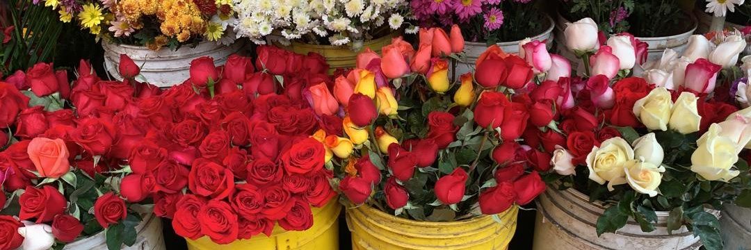 Daisy Manrique banner