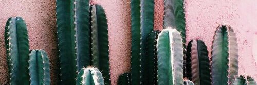 coquitomrbp's profile banner image