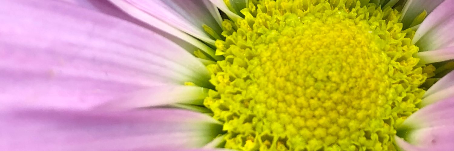 amc_crivelli's profile banner image