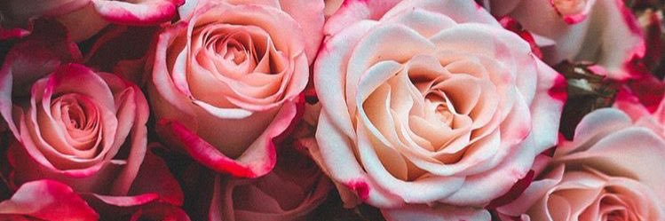 vnxmflisk's profile banner image