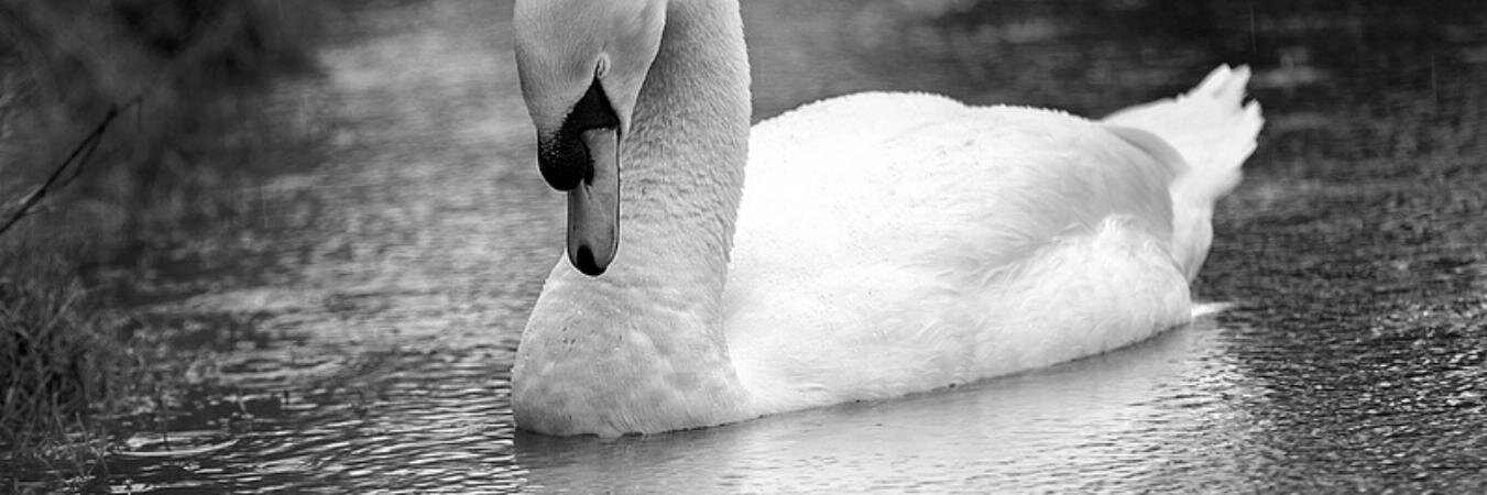 DOBPhotography's profile banner image