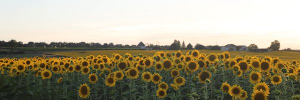 SmilingFlower Profile Banner