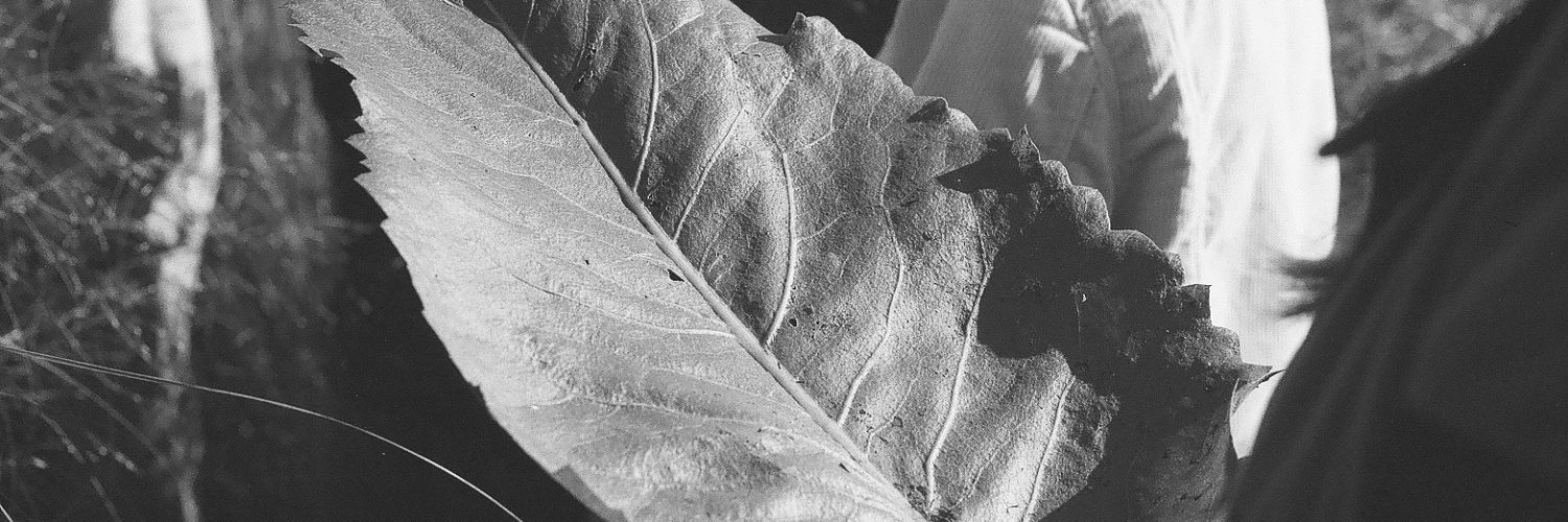 MichelleAFranco's profile banner image