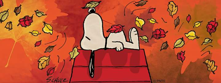 igsaar's profile banner image