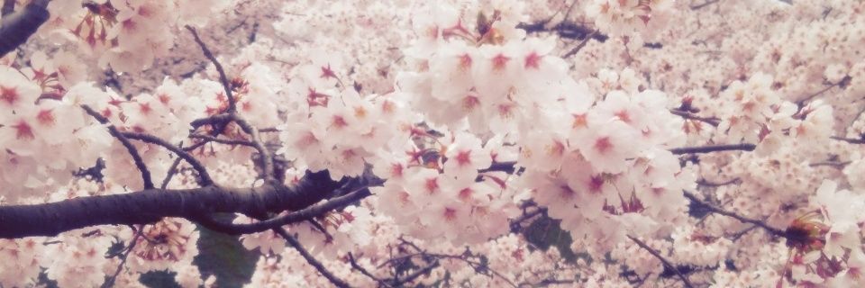 akari396's profile banner image