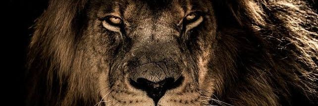 KingRotexy's profile banner image