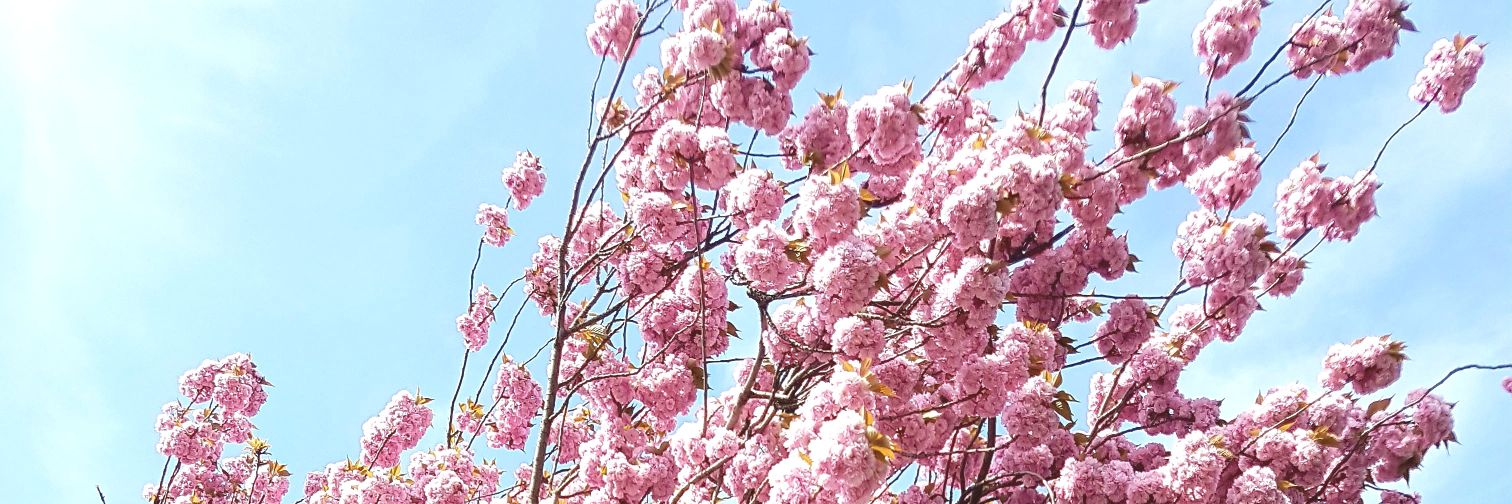 Victoria White banner