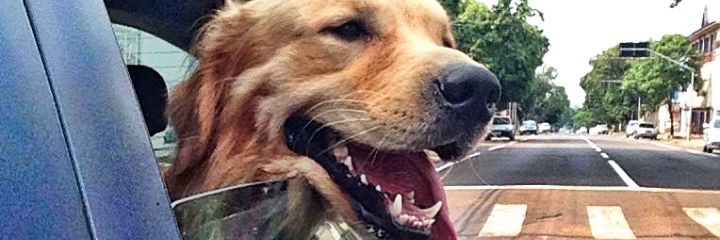 alehog_'s profile banner image