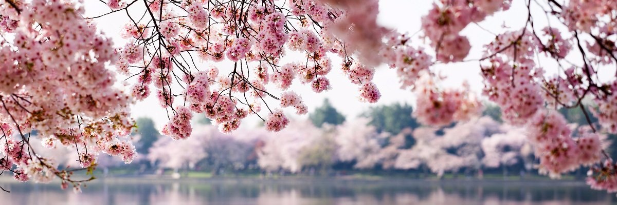giselleap's profile banner image