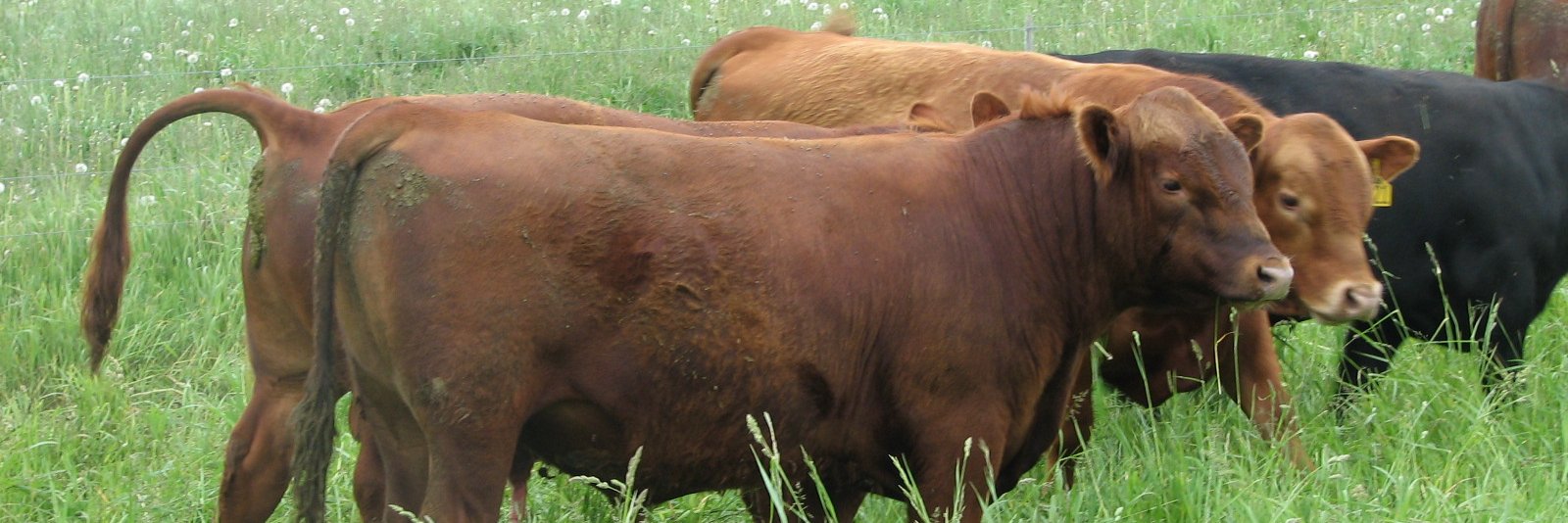 Jennifer Kiel banner