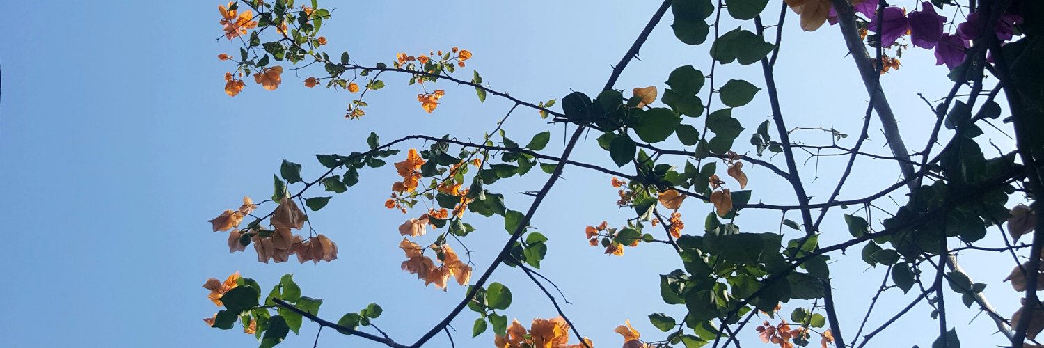 aharna98's profile banner image
