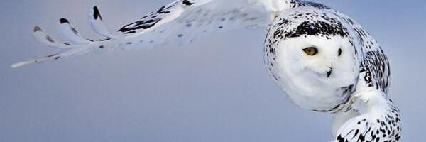 02cabaNon Profile Banner