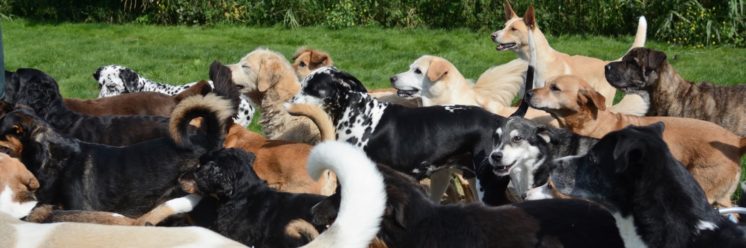 dierenthuis's profile banner image