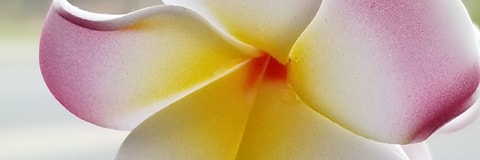 CanEvange's profile banner image