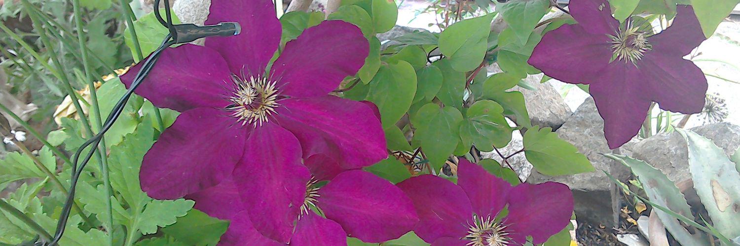 BevingtonHelen's profile banner image