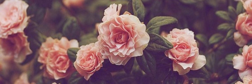 Fatimaq96's profile banner image