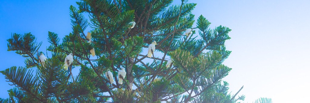 PinocK_'s profile banner image