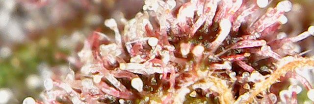 Canuckcannafour's profile banner image
