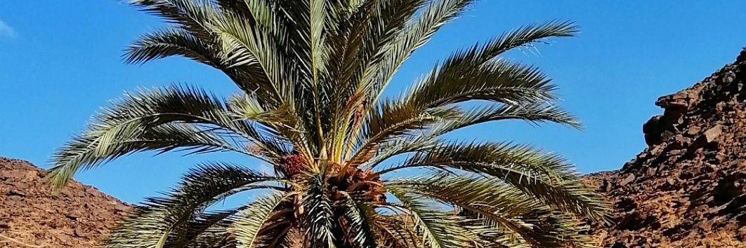 ABUSHMEK's profile banner image