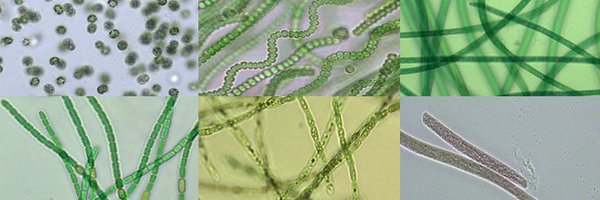 Niedermeyer_Lab Profile Banner