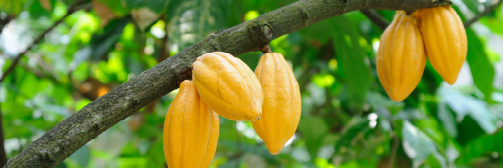 ivoriancocoa's profile banner image