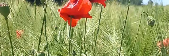 Şengül İLGAR banner