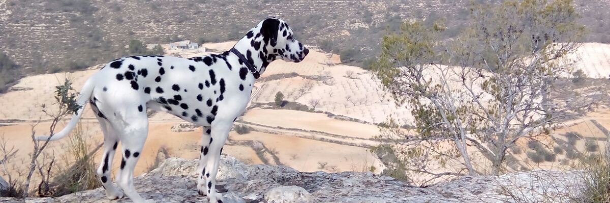 jotacmg's profile banner image