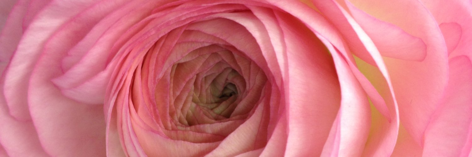 Lilybellesf's profile banner image