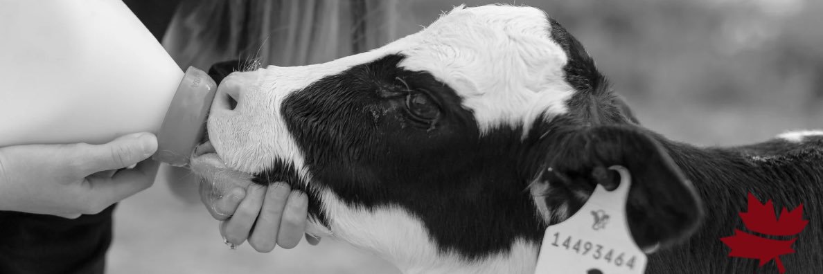 Mapleview Agri Ltd. banner