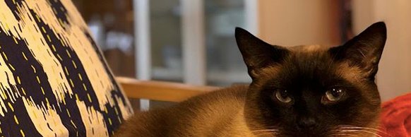 CatetheGr8's profile banner image