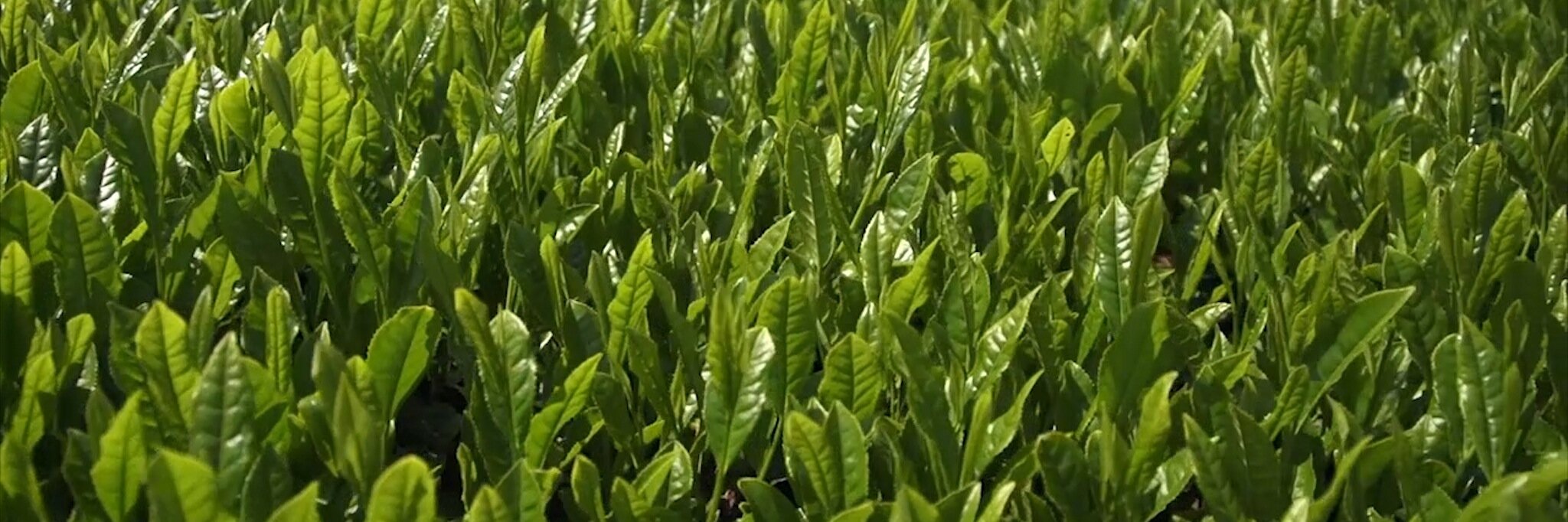 TealetTea's profile banner image