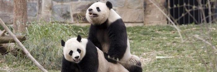 pandool_'s profile banner image