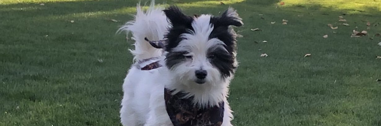 Cindyloohoo🐷 banner