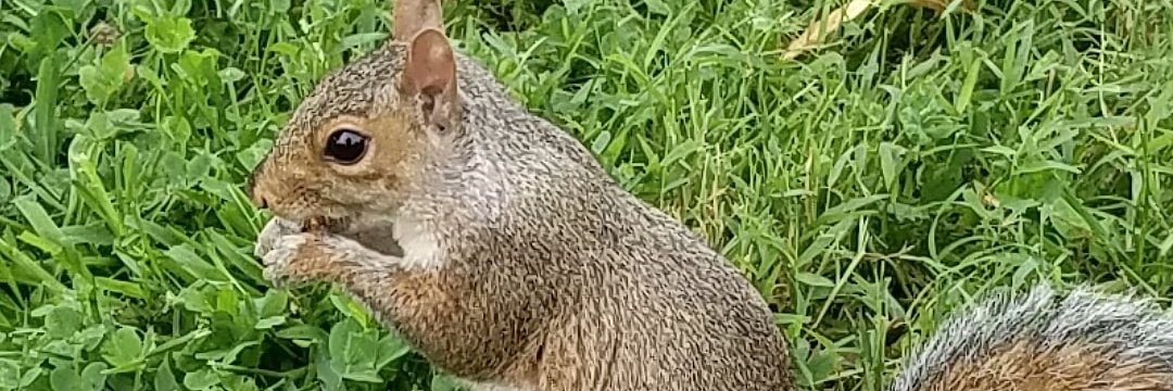 Steven DeMaio banner