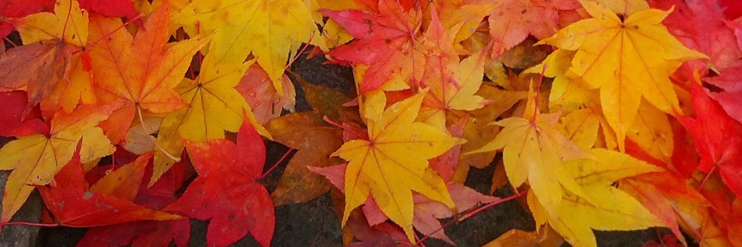fumakenrose's profile banner image