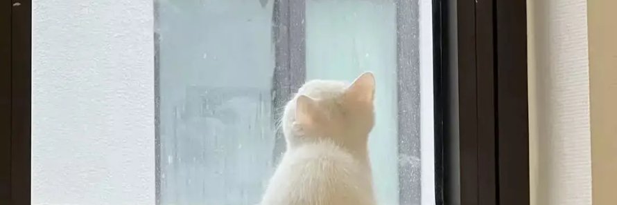 cat7wi's profile banner image