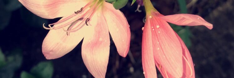 DanniWade1's profile banner image