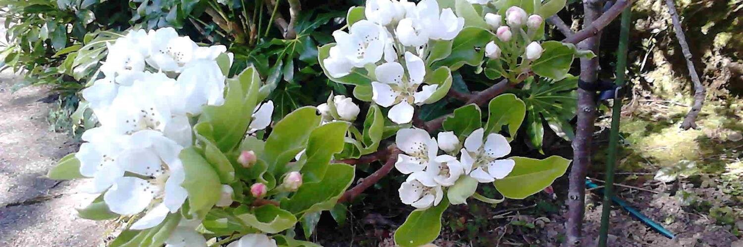 🌱Ali Cat's Patch 🌱🌺🌳🌾🌞😻🐝 banner